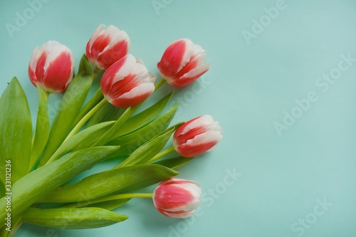 Fototapeta Naklejka Na Ścianę i Meble -  Tulips flowers.Bouquet of red-white tulips on a light turquoise background.Spring flowers. Flat lay, top view, copy space.