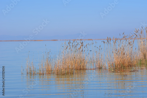 lake Karla , Greece , wild flora and fauna, in a protected ecological environment