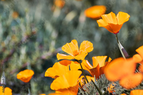 Close up of California Poppies (Eschscholzia californica) growing on a meadow, San Jose, south San Francisco bay, California