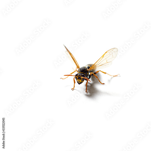 wasp close-up on a white background. isolate. macro.