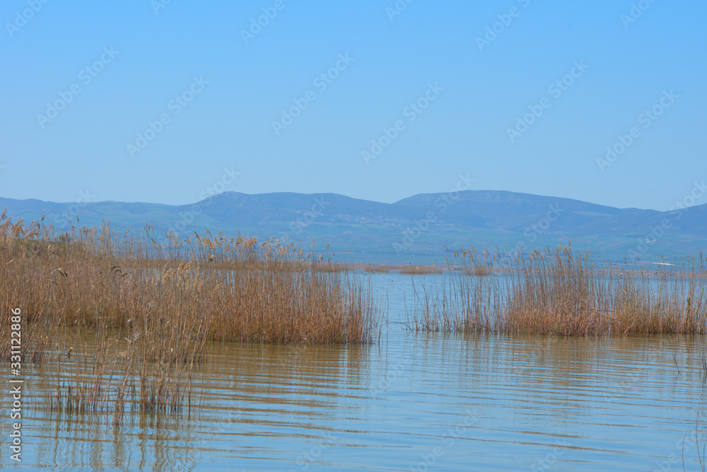 lake Karla , Greece , wild flora and fauna, in a protected ecological environment lake Karla , Greece , wild flora and fauna, in a protected ecological environment