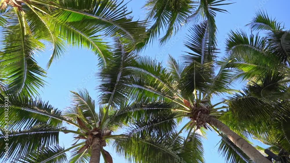 Palm tops, green tree crowns on clear sky background, low angle shot Palm tops, green tree crowns on clear sky background, low angle shot