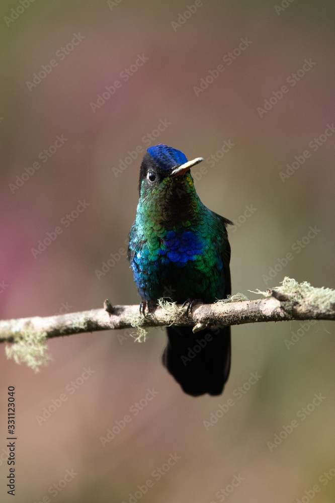 Blue hummingbird Violet Sabrewing flying next to beautiful red flower. Tinny bird fly in jungle. Wildlife in tropic Costa Rica. Two bird sucking nectar from bloom in the forest. Bird behaviour Blue hummingbird Violet Sabrewing flying next to beautiful red flower. Tinny bird fly in jungle. Wildlife in tropic Costa Rica. Two bird sucking nectar from bloom in the forest. Bird behaviour