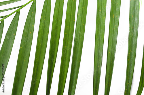 green palm leaf on an isolated white background