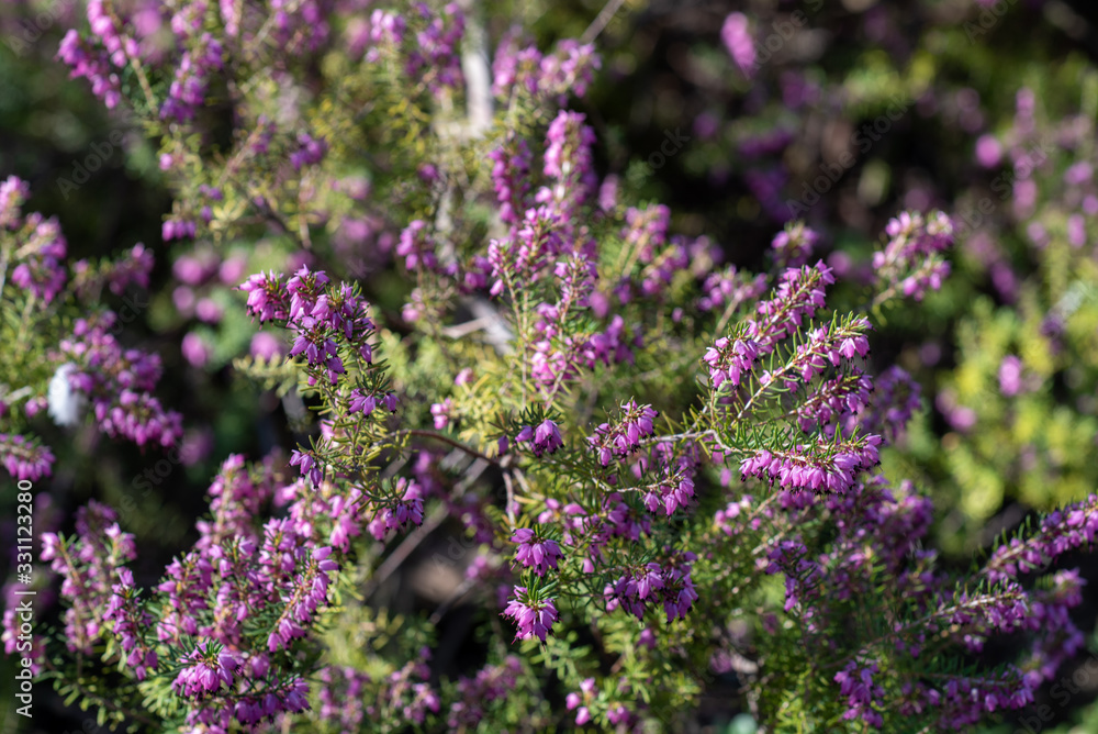 Obraz premium A closeup on a Erica × darleyensis blooming bush