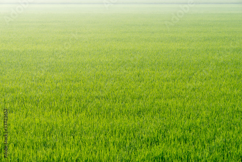 Rice farm background.