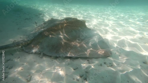 very big stingray searching for prey