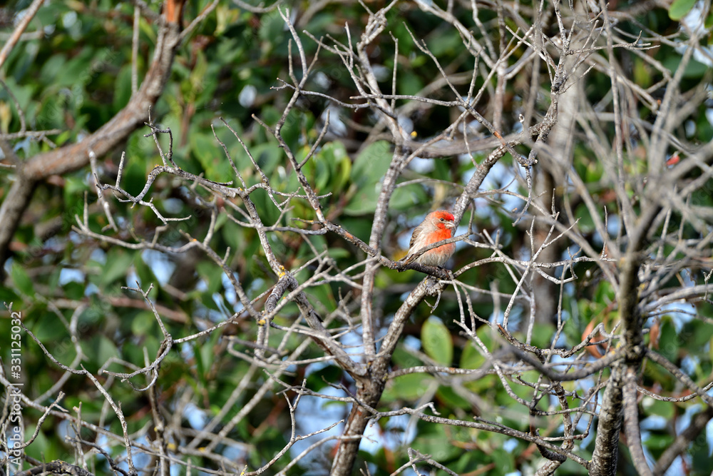 House Finch, aka Haemorhous mexicanus House Finch, aka Haemorhous mexicanus