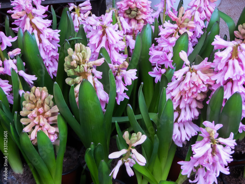 Beautiful pink hyacinths with a strong aroma in flower pots.