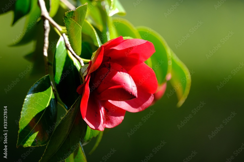 camellia flower