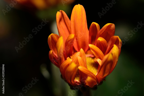 Flower chrysanthemum close up photo © oliver