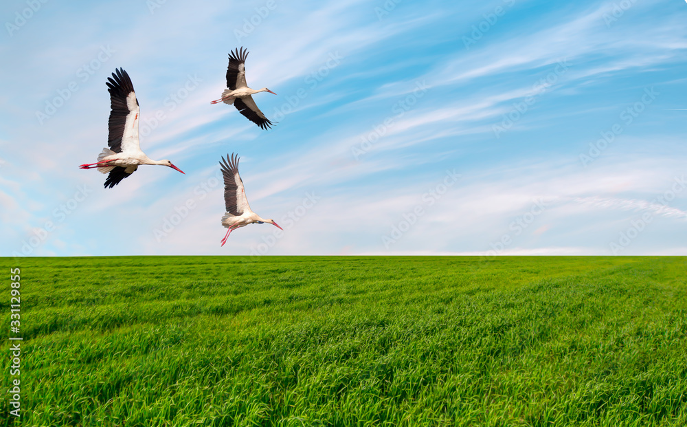 White storks flying over green field on the background amazing cloudy sky White storks flying over green field on the background amazing cloudy sky