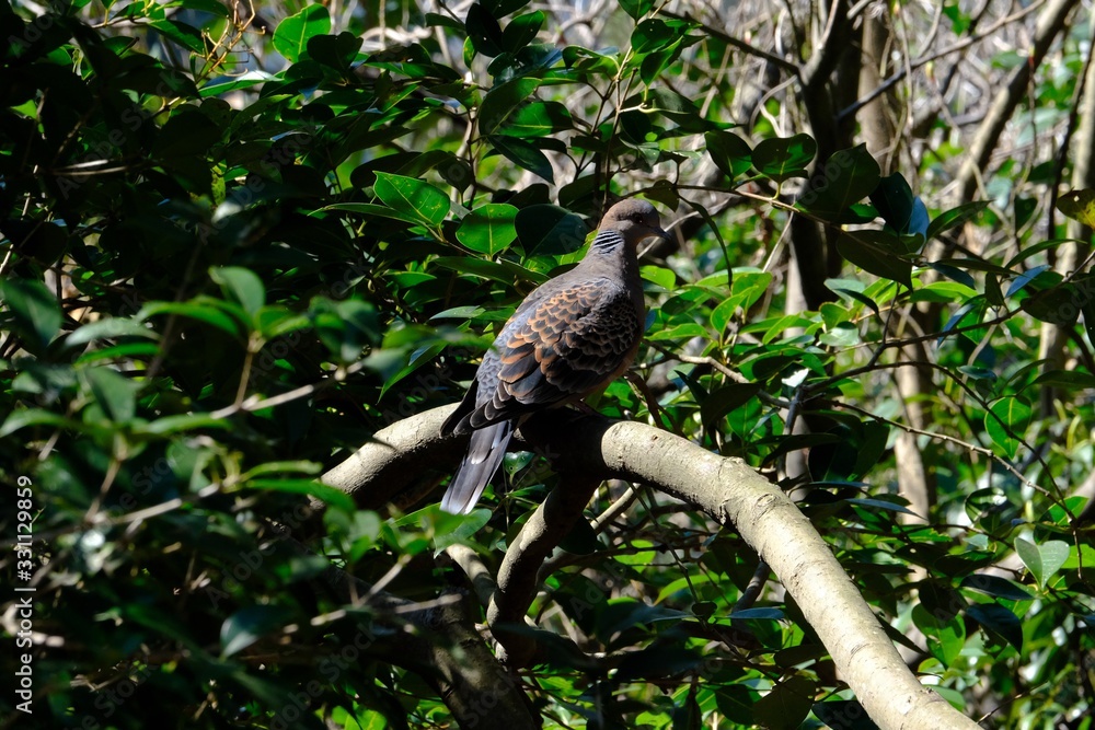 turtle dove on branch