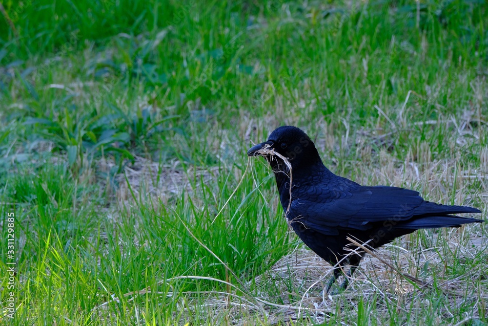 crow is nesting crow is nesting