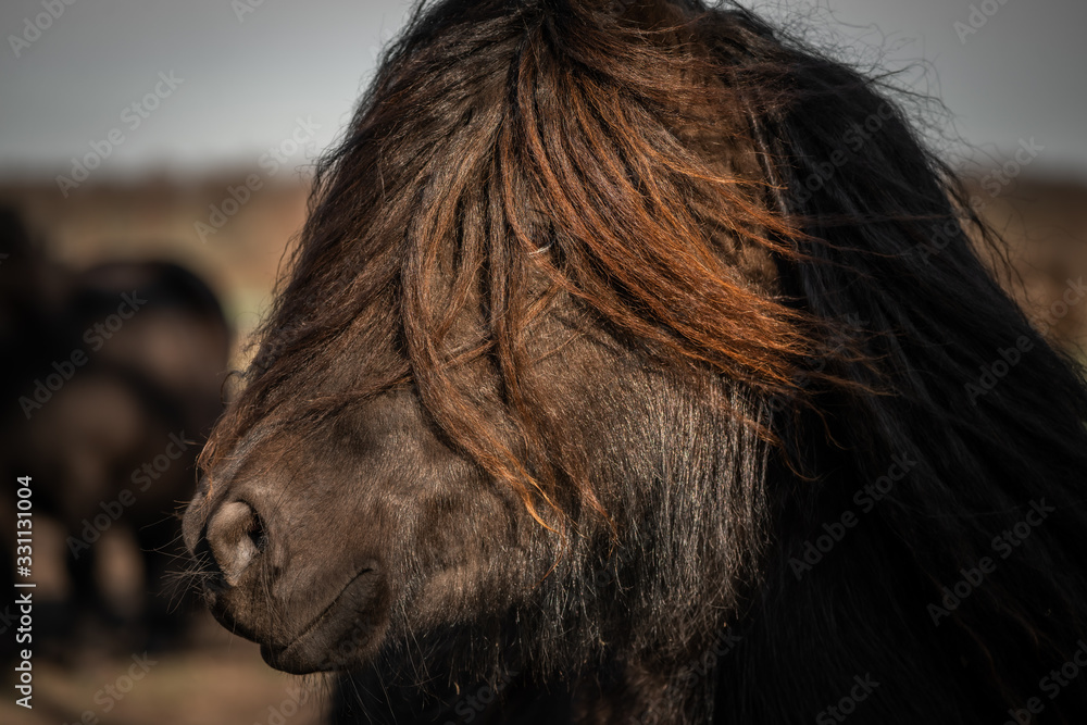 Pony close up. Shetland pony, farm animal with beautiful long hair. Close-up portrait of an domesticated animal. Pony close up. Shetland pony, farm animal with beautiful long hair. Close-up portrait of an domesticated animal.