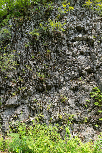 moss on the wall