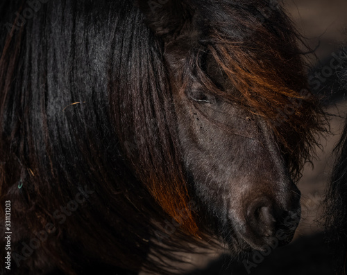 Pony close up. Shetland pony,, farm animal with beautiful long hair. Close-up portrait of an domesticated animal.
