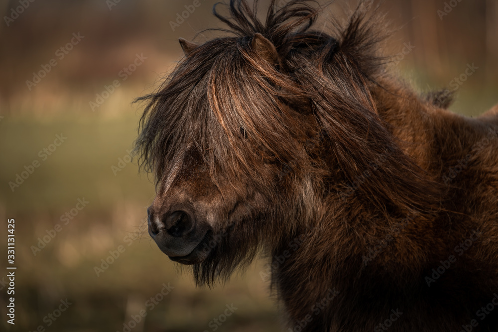 Fototapeta premium Pony close up. Shetland pony,, farm animal with beautiful long hair. Close-up portrait of an domesticated animal.