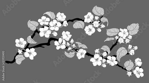 Monochrome apple tree blossoming branch. White spring flowers. Isolated on dark background.