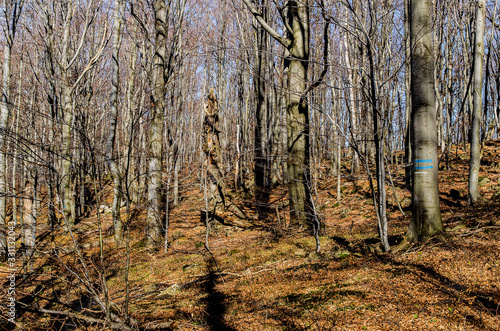Fototapeta Naklejka Na Ścianę i Meble -  W bukowym lesie