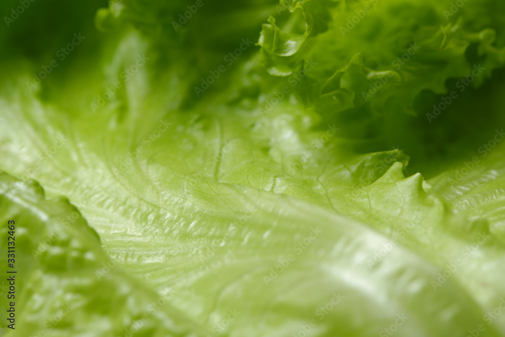 extreme closeup fresh green salad lettuce leaf isolated. macro shot extreme closeup fresh green salad lettuce leaf isolated. macro shot