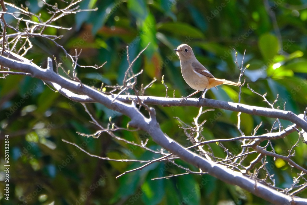 redstart on branch redstart on branch
