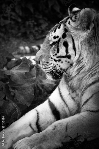 male tiger closeup