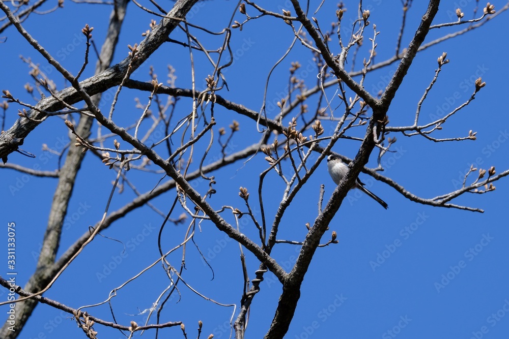 long tailed tit on branch long tailed tit on branch