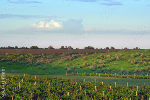 Vineyards and a rare forest