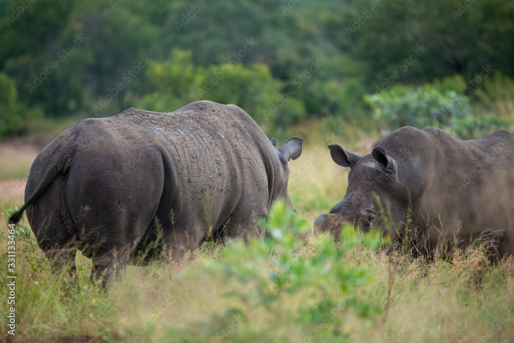 Obraz premium Two large territorial partially dehorned rhino bulls settling a territorial dispute on their boundaries. 