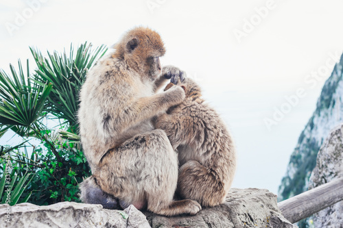 Two monkeys grooming each other. © alurk
