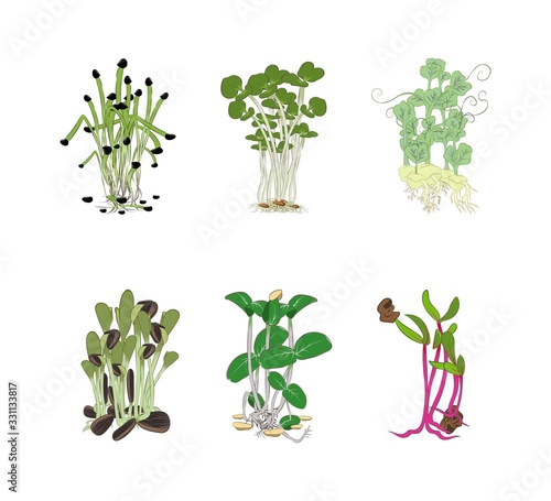  Set of seeds and sprouts of microgreens of cucumber, cabbage, beetroot, peas, sunflower, onion. Color image. Design element. Vector illustration.