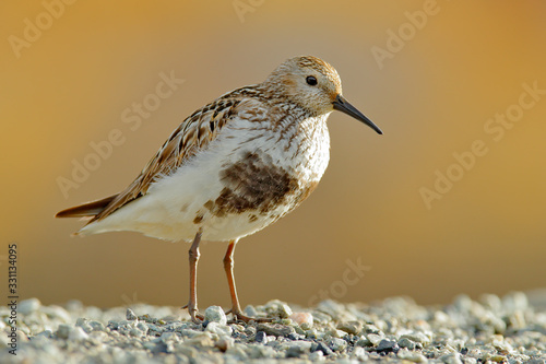 Dunlin, Calidris alpina, water bird in the nature habitat in Svalbard, Norway. Dunlin siting on the stone, Arctic summer wildlife.