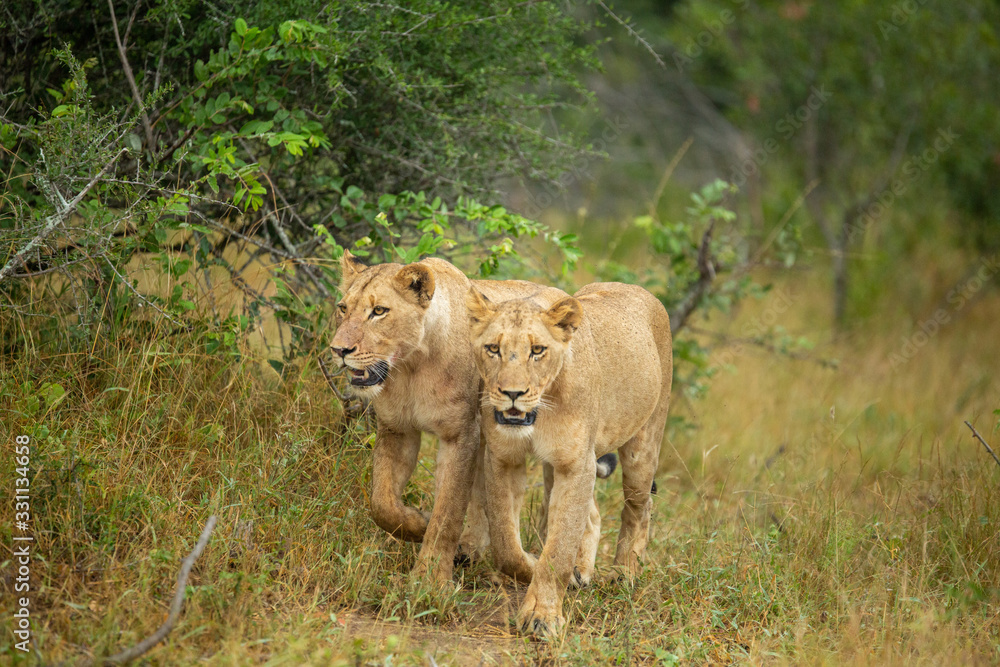 A pride of lions on the prowl, strengthening their social bonds with touch. A pride of lions on the prowl, strengthening their social bonds with touch.