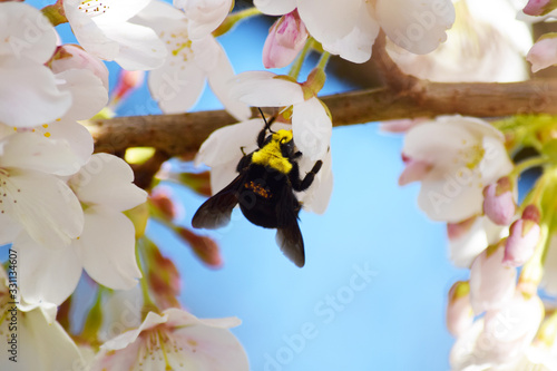 Bumble Bee on Cherry Blossoms 3