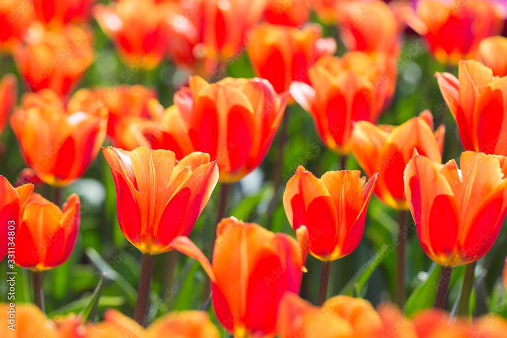Closeup of red-orange tulips flowers with green leaves in the park outdoor. beautiful flowers in spring Closeup of red-orange tulips flowers with green leaves in the park outdoor. beautiful flowers in spring