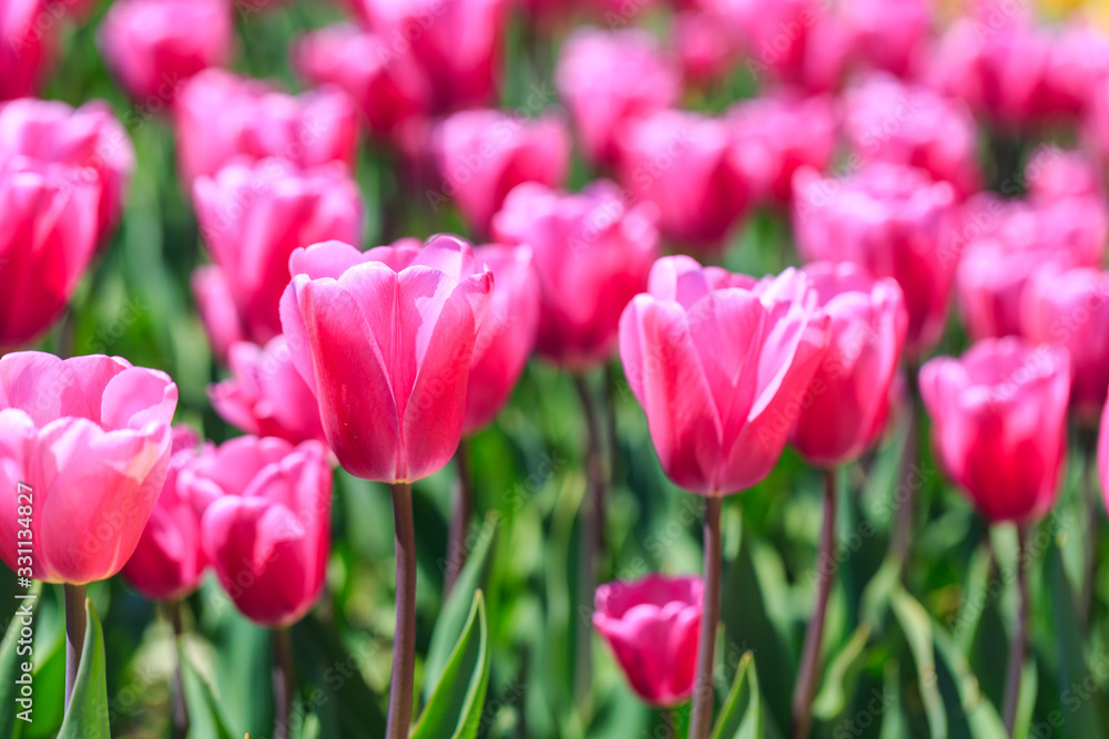 Closeup of pink tulips flowers with green leaves in the park outdoor.