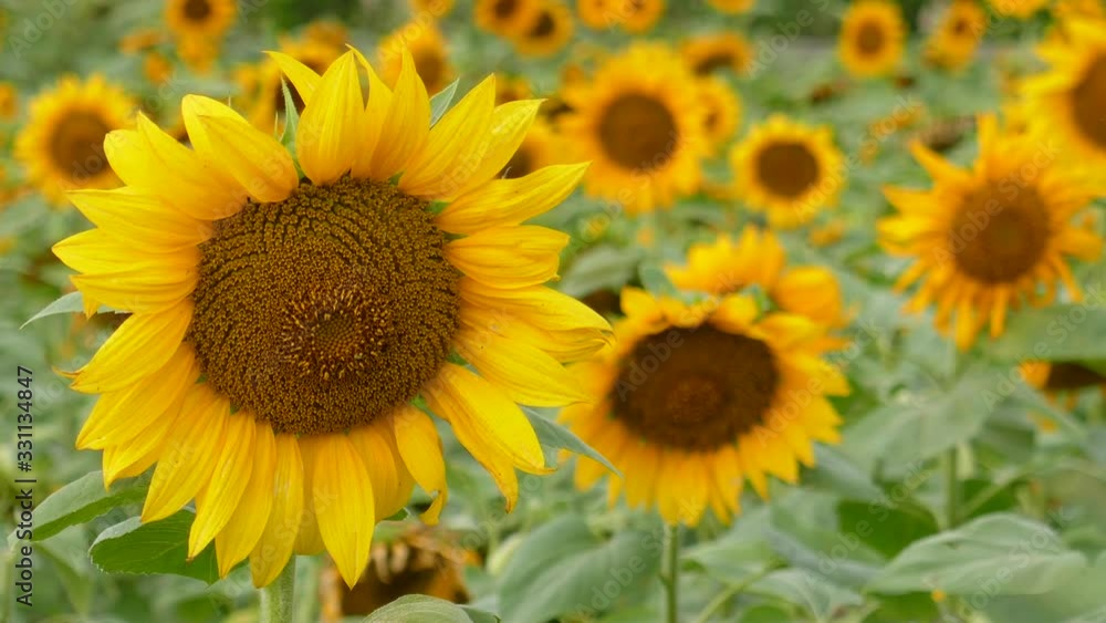 Many sunflower blossom at Yuanli Many sunflower blossom at Yuanli