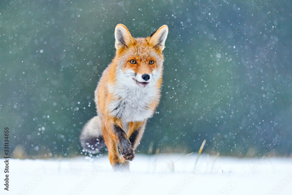 Red Fox hunting, Vulpes vulpes, wildlife scene from Europe. Orange fur coat animal in the nature habitat. Fox on the winter forest meadow, with white snow