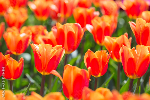 Fototapeta Naklejka Na Ścianę i Meble -  Closeup of red-orange tulips flowers with green leaves in the park outdoor. beautiful flowers in spring