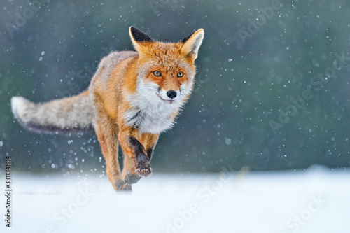 Photography Red Fox hunting, Vulpes vulpes, wildlife scene from Europe