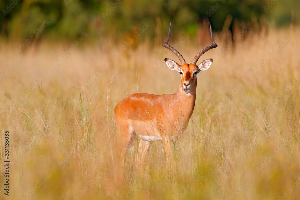 Obraz premium Impala in golden grass. Beautiful impala in the grass with evening sun. Animal in the nature habitat. Sunset in Africa wildlife. Antelope lying in the grass savannah, Okavango South Africa.