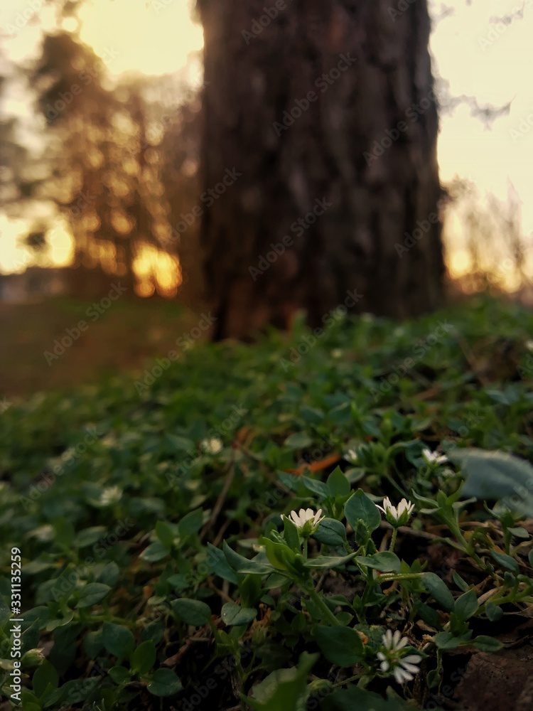 Obraz premium autumn leaves in forest