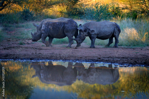 Rhinoceros in Pilanesberg NP  South Africa. White rhinoceros  Ceratotherium simum  big animal in the African nature  near the water. Wildlife scene from Africa.  Rhino in the forest habitat.