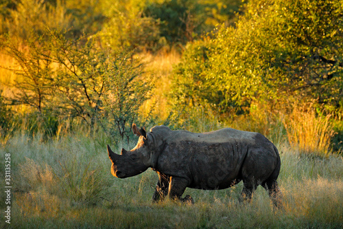 Rhinoceros in Pilanesberg NP  South Africa. White rhinoceros  Ceratotherium simum  big animal in the African nature  near the water. Wildlife scene from Africa.  Rhino in the forest habitat.