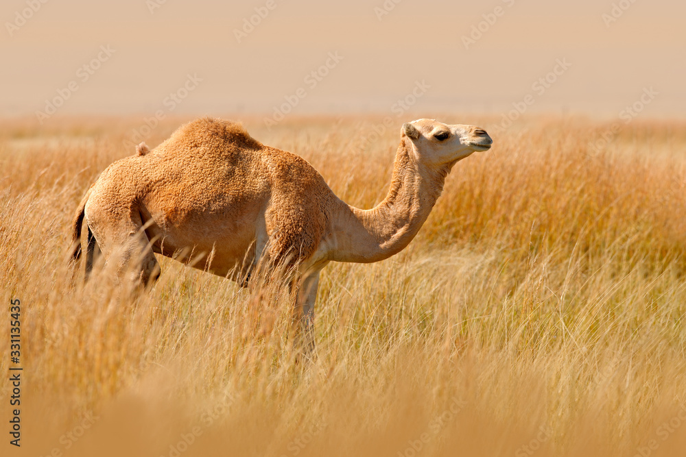 Dromedary or Arabian camel, even-toed ungulate with one hump on its back.  Camel in the