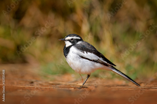African Pied Wagtail, Motacilla aguimp, bird in the nature habitat, Pilanesberg NP, South Africa. Wagtail, on the gravel road in the nature. Black and white bird in the green vegetation.
