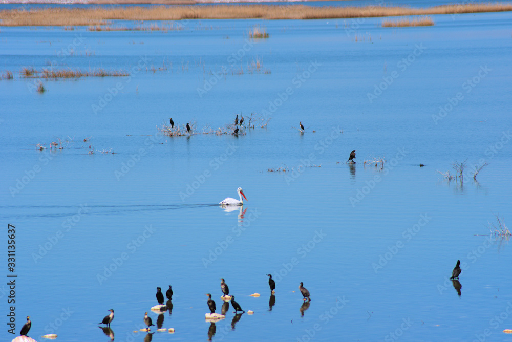 lake Karla , Greece , wild flora and fauna, in a protected ecological environment lake Karla , Greece , wild flora and fauna, in a protected ecological environment