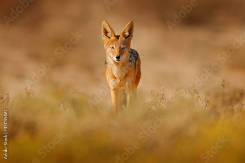 Jackal and evening sunlight. Black-Backed Jackal, Canis mesomelas mesomelas, portrait of animal with long ears, Tanzania, South Africa. Beautiful wildlife scene from Africa with nice sun light. © ondrejprosicky