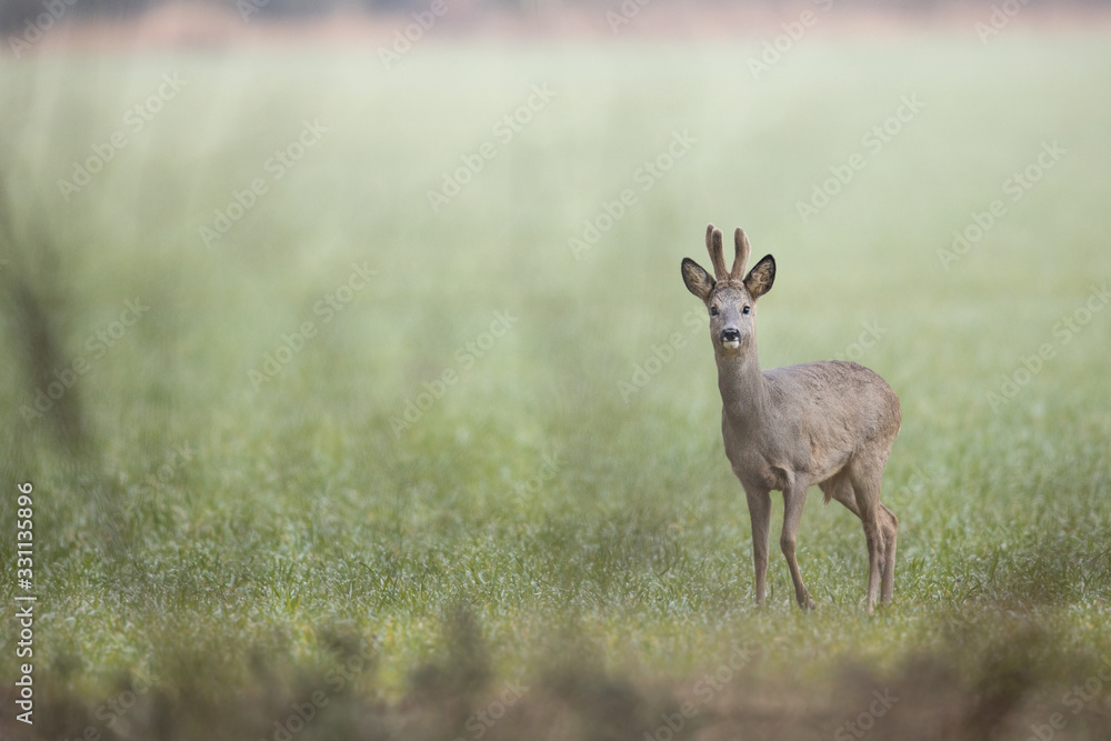 Naklejka premium Roebuck - buck (Capreolus capreolus) Roe deer - goat